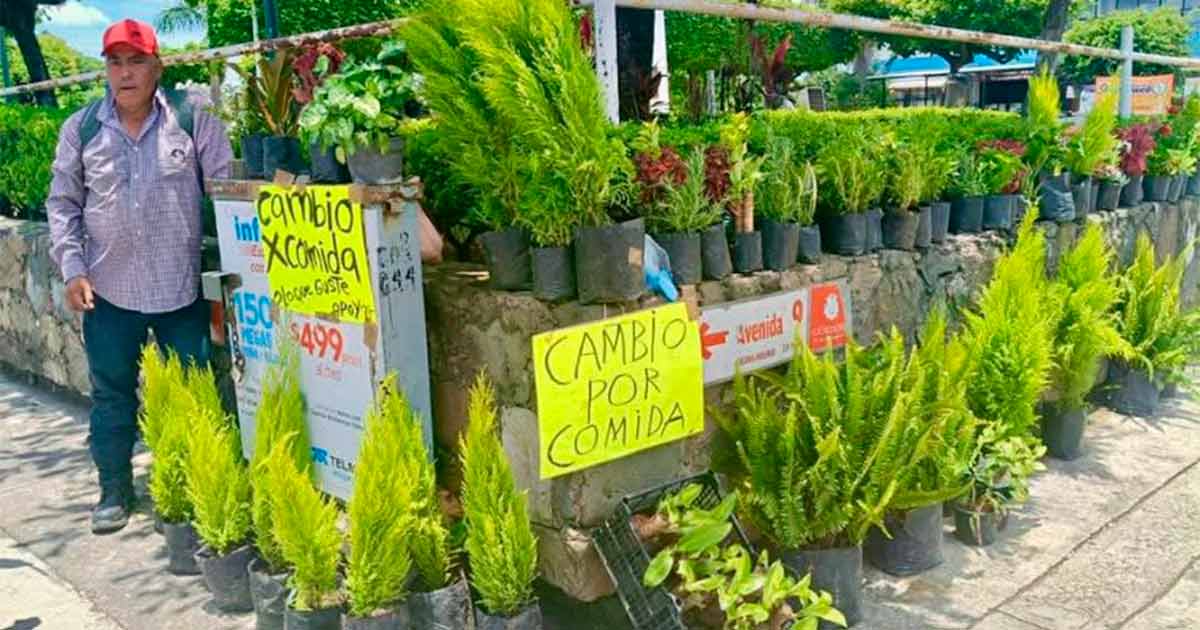 Ante crisis, cambian plantas por comida en Veracruz