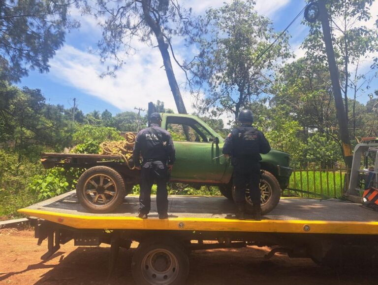 Aseguran Predio Por Tala Ilegal En Uruapan; 2 Hectáreas De Bosque Fueron Afectadas - Changoonga.com