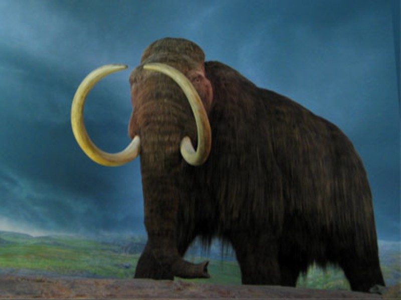 Así era la dieta de un mamut bebé en México