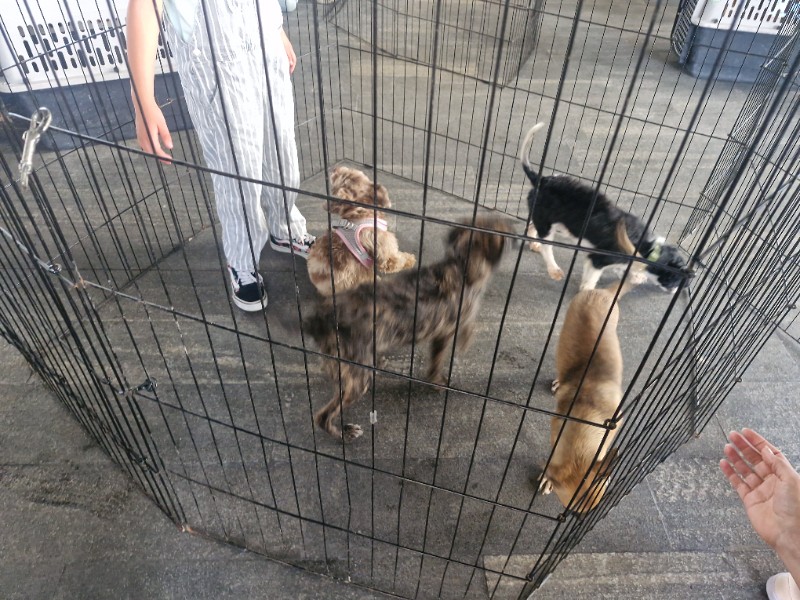 Buenos Chicos celebra el Día Mundial del Perro donando "lomitos"