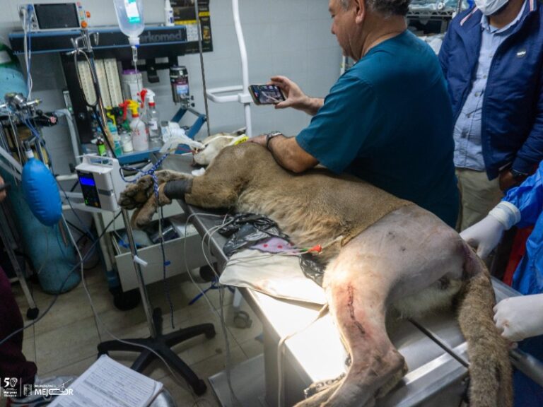 Crecen atropellos de fauna por expansión urbana