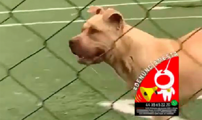 #Denúnciamesta Perro suelto muerde a niño en cancha de Misión del Valle en Morelia - Changoonga.com