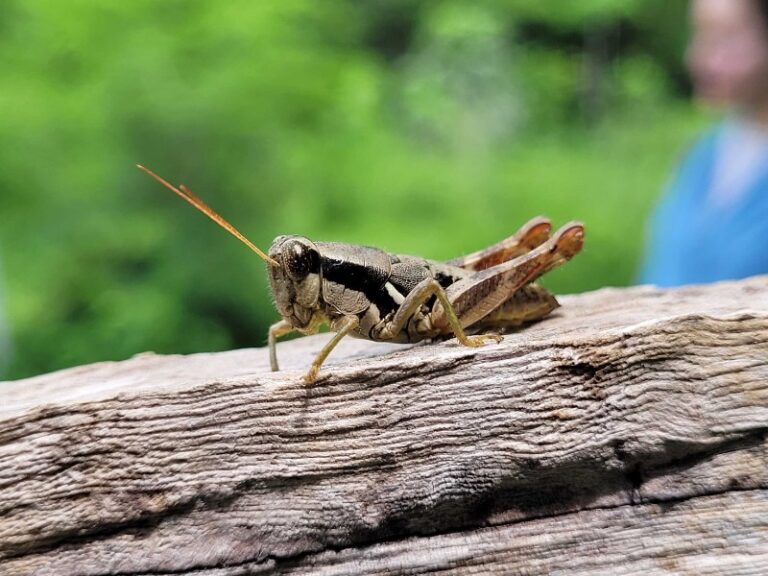 Descubren 7,000 insectos únicos en selvas secas mexicanas