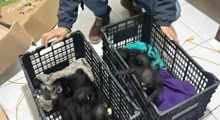 Detienen en Chiapas a sujeto que transportaba 9 monos araña y 8 guacamayas rojas
