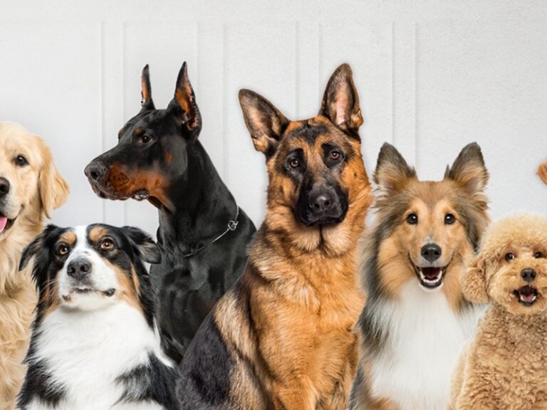 Día del Perro: Cifras que te romperán el corazón