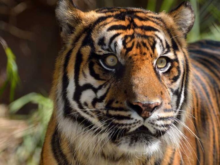 El rugido que se apaga: Día del Tigre en tiempos de extinción