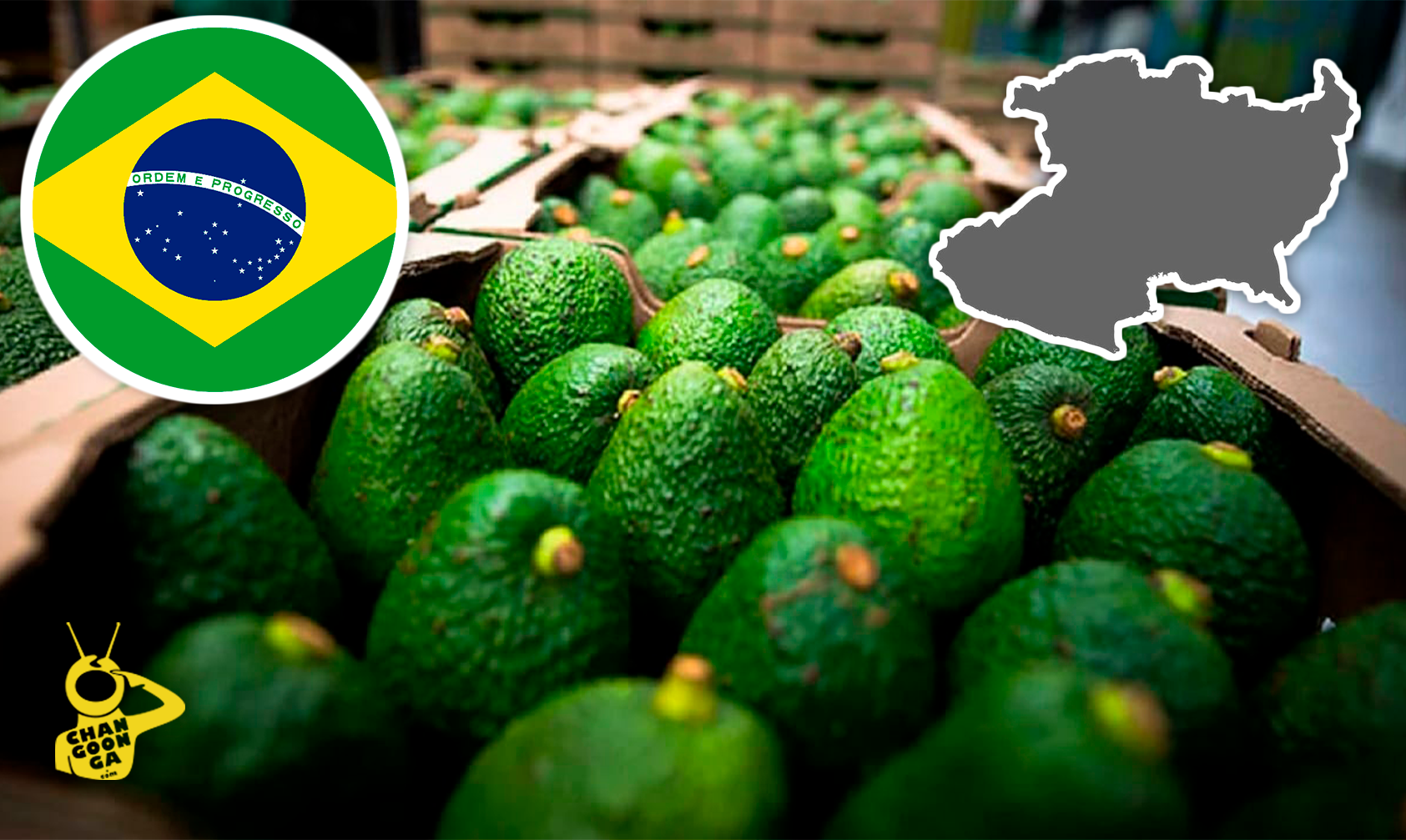 Empresarios Aguacateros De Michoacán Y Jalisco Podrán Exportar Hass A Brasil - Changoonga.com