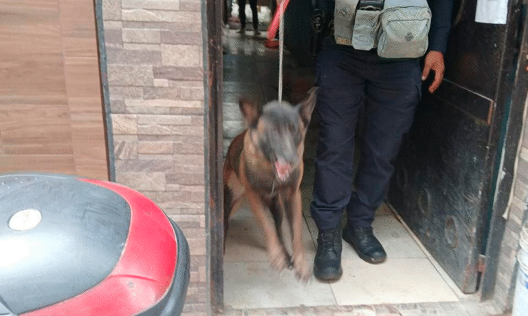 Fiscalía Asegura A Dos Perros Por Atacar A Abuelita De 86 Años En Uruapan - Changoonga.com