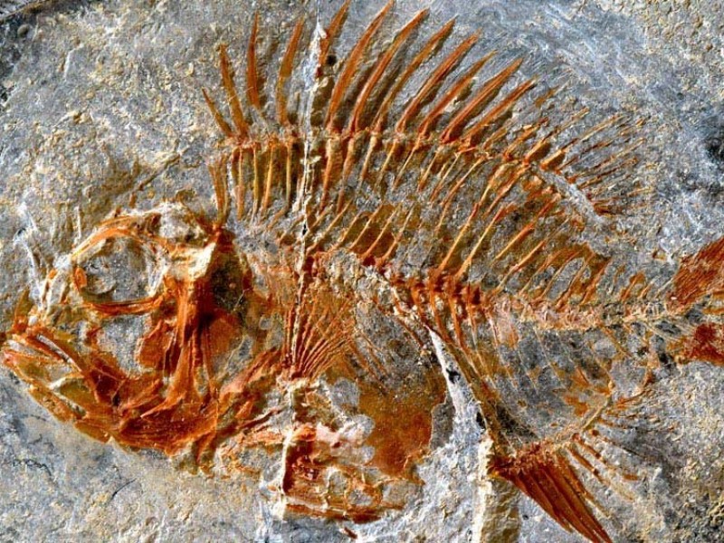 Hallan nueva especie de pez erizo en cenotes mexicanos