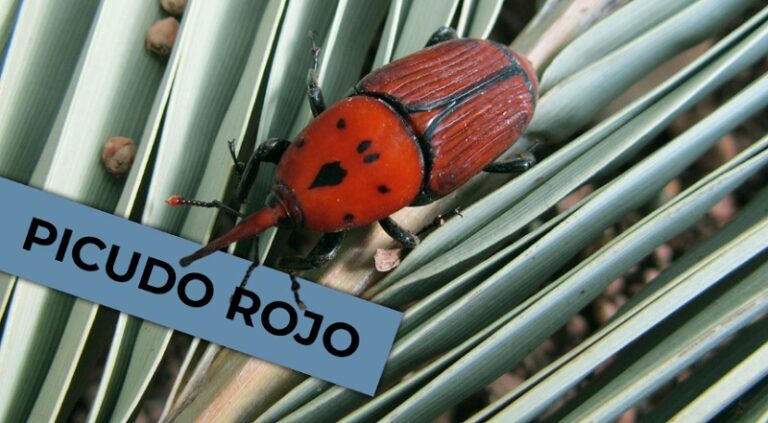 Mezcaleros Alertan Que Plaga Del ’Picudo’ Azota Al Maguey Michoacano - Changoonga.com