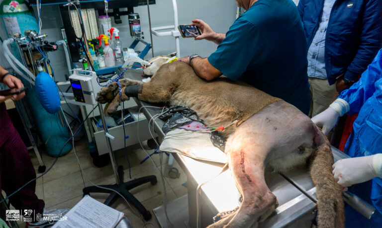 #Michoacán Fallece PUMA Rescatado En Pátzcuaro, Tenía Fracturas Y Daño En Sus Órganos - Changoonga.com