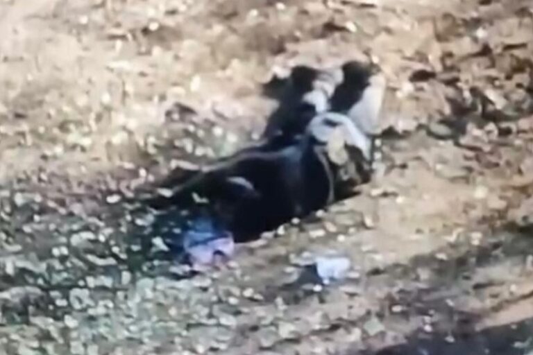#Michoacán KARMA: Fallecen 2 Sicarios Al Sembrar Mina Y Explotarles En La Jeta En Apatzingán - Changoonga.com