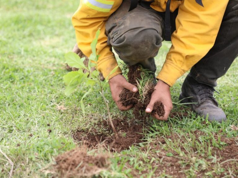 Michoacán cambia la pala por drones: prueban reforestación aérea