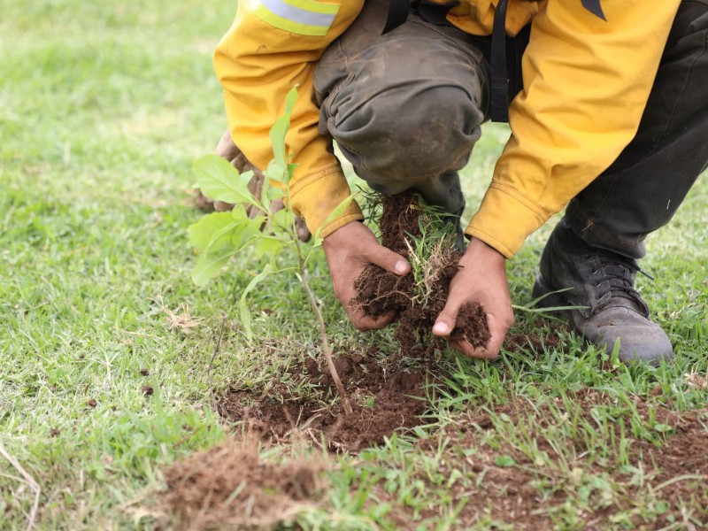 Michoacán cambia la pala por drones: prueban reforestación aérea
