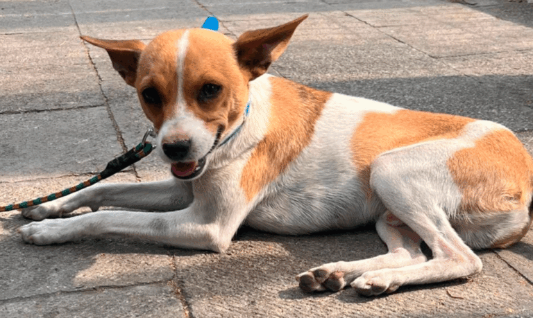 #Morelia Animalistas Celebrarán El Día Del Perro Con Feria De Adopción Este Domingo - Changoonga.com