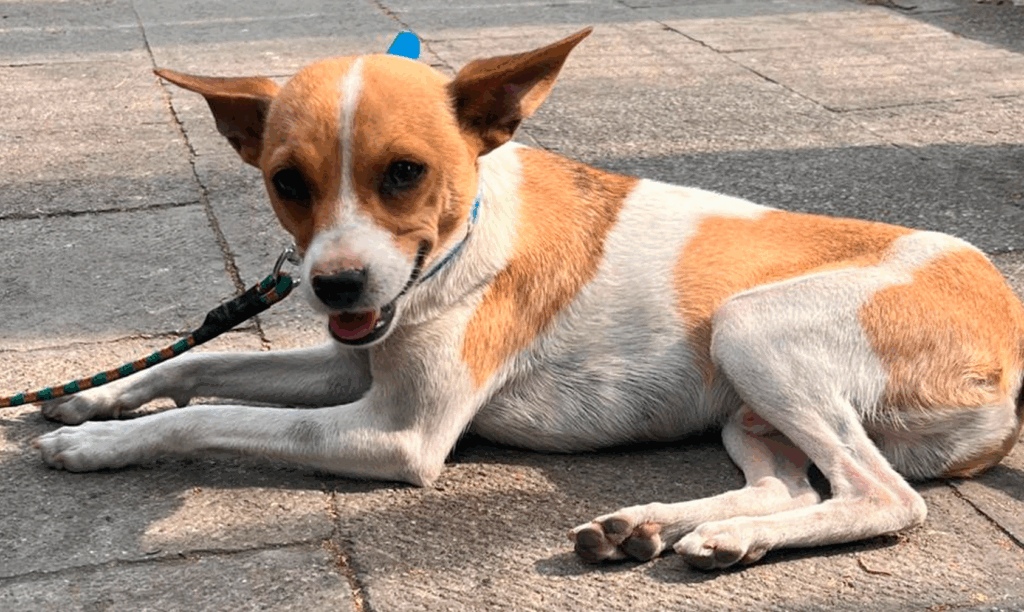 #Morelia Animalistas Celebrarán El Día Del Perro Con Feria De Adopción Este Domingo - Changoonga.com