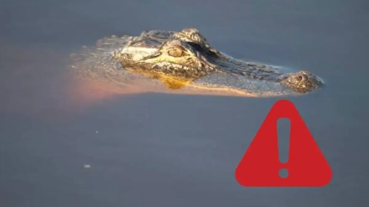 Mujer nadaba en un río de Florida y no se esperaba para nada esta reacción de un caimán