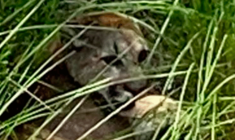 #NoEsBroma Miau! Un Puma Anda Suelto En Pátzcuaro Y Buscan Capturarlo - Changoonga.com