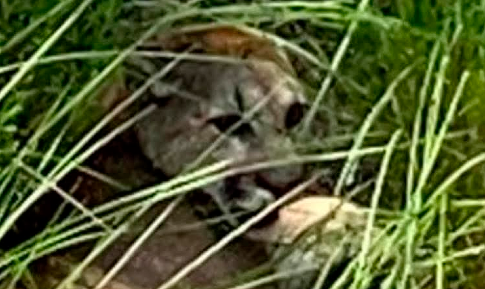 #NoEsBroma Miau! Un Puma Anda Suelto En Pátzcuaro Y Buscan Capturarlo - Changoonga.com