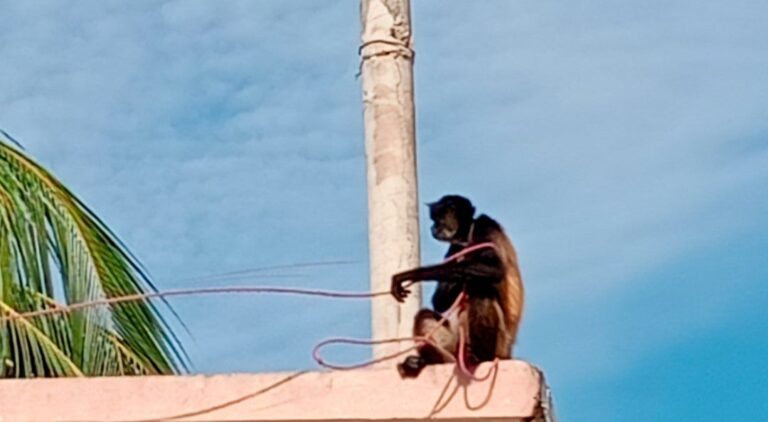 Profepa asegura a mono araña en finca de Guerrero