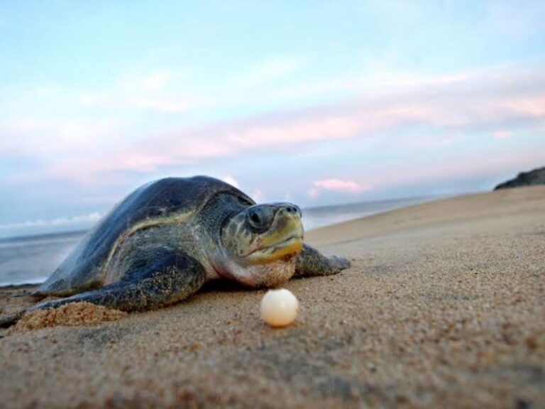 Tres especies en peligro llegan a Michoacán: inicia temporada de tortugas