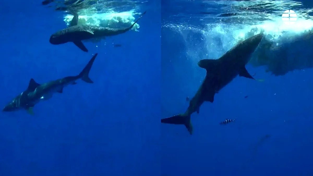 Un niño de siete años herido grave por un tiburón mientras jugaba en la bahía de Taiohae, en la Polinesia francesa
