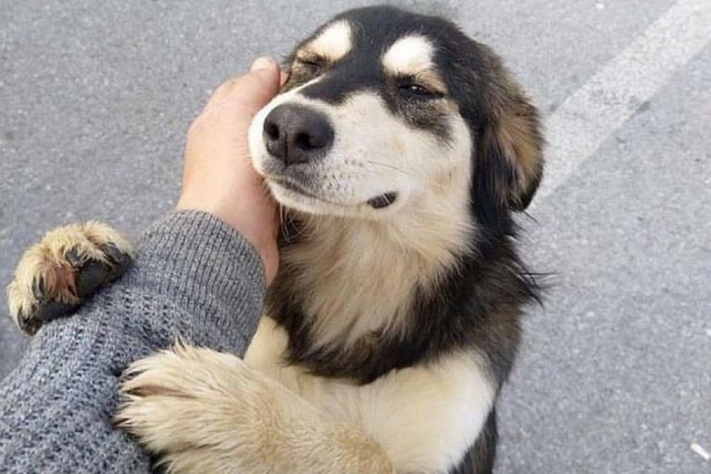 Según INEGI Por Cada Casi 3 Michoacanos Hay Un Perro; Animalistas Llaman A reflexionar Su Cuidado - Changoonga.com