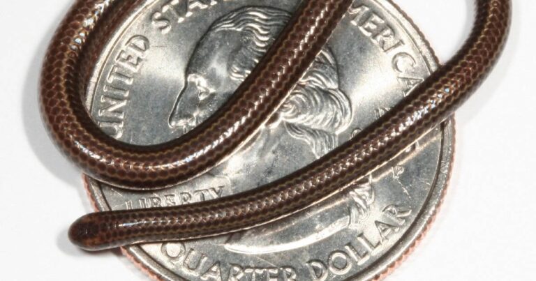 mide 10 centímetros y se creía extinta