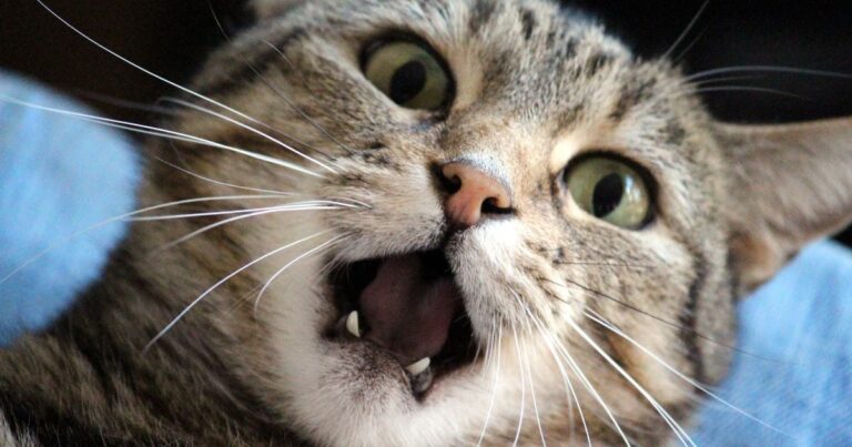 ¿Cómo eliminar el olor a heces de gato en la casa? No uses cloro ni por error