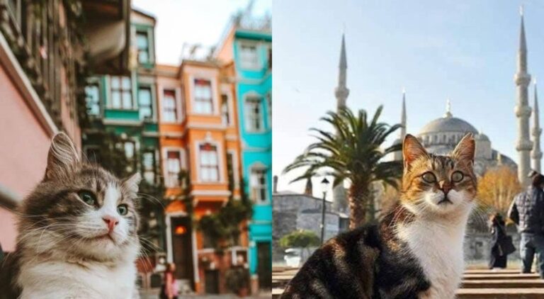 ¿Por qué Estambul es conocida como la ciudad de los gatos? Te lo explicamos
