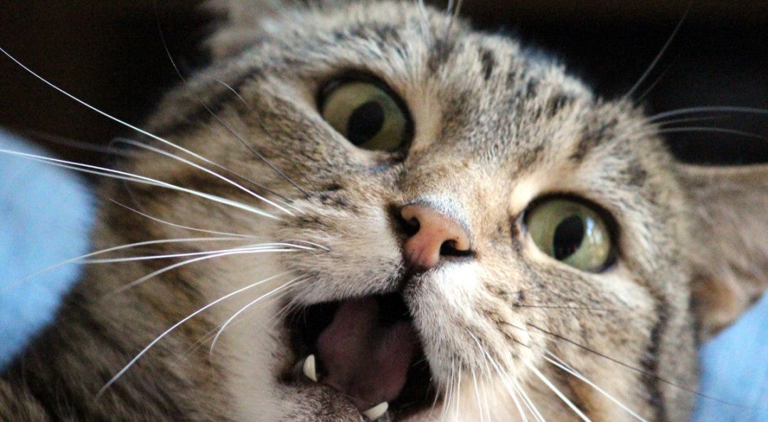 ¿Por qué tu gato ronronea? Esto es lo que dice la ciencia