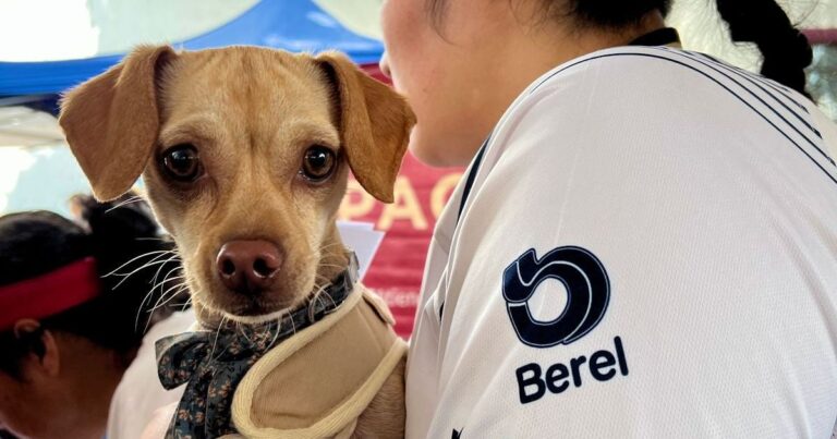 ‘Animales Comunitarios’ en Tlalpan, ¿de qué trata el programa?