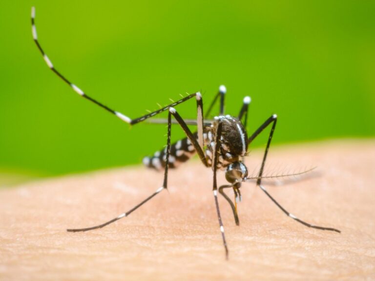 Alertan de riesgo de contagios de dengue en sitios vacacionales
