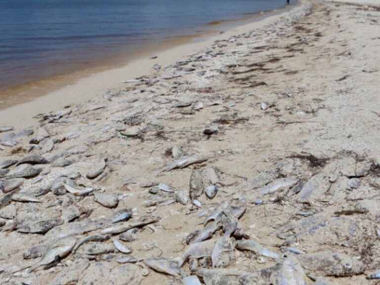 Alertan por Marea Roja en Yucatán; suspenden pesca y emiten recomendaciones