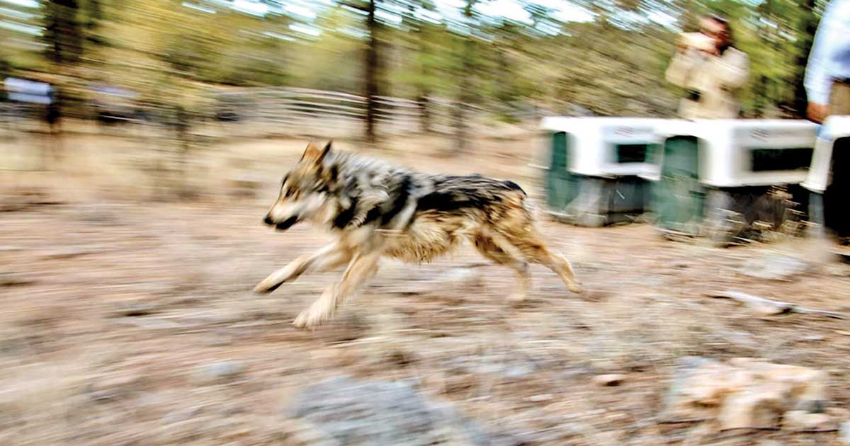 Aullido de lobo mexicano anuncia llegada a Durango; se expande en el país