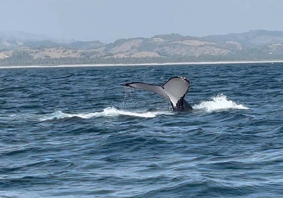 Avistamiento De Ballenas En Michoacán Será Bajo Norma Oficial De Semarnat: Bedolla - Changoonga.com