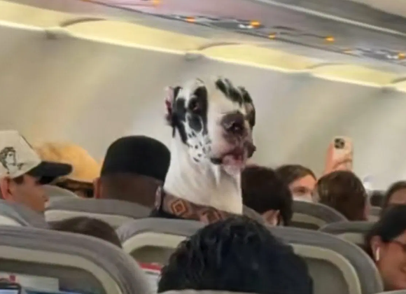Captan a gran danés como pasajero de vuelo en México (video)