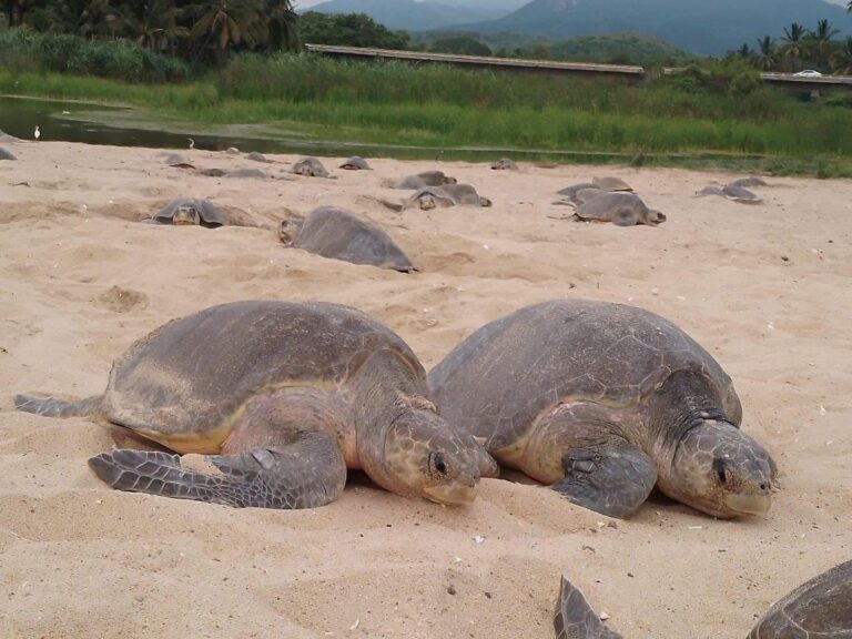 Comienzan Arribazones Masivas De Tortugas Marinas En Michoacán: Compesca - Changoonga.com