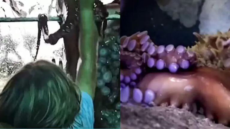 Conmoción en un acuario de Texas luego de que un niño se acercó a un pulpo: nadie esperaba este ataque