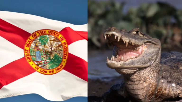 En Florida sí hay lugares sin caimanes y son estos: las mismas autoridades los nombran