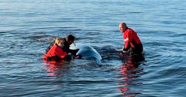 Encuentro con una ballena termina en tragedia en Nueva Jersey