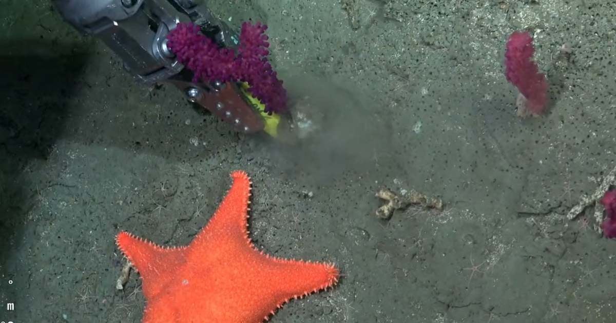 Furor en Argentina con la transmisión de un robot submarino científico
