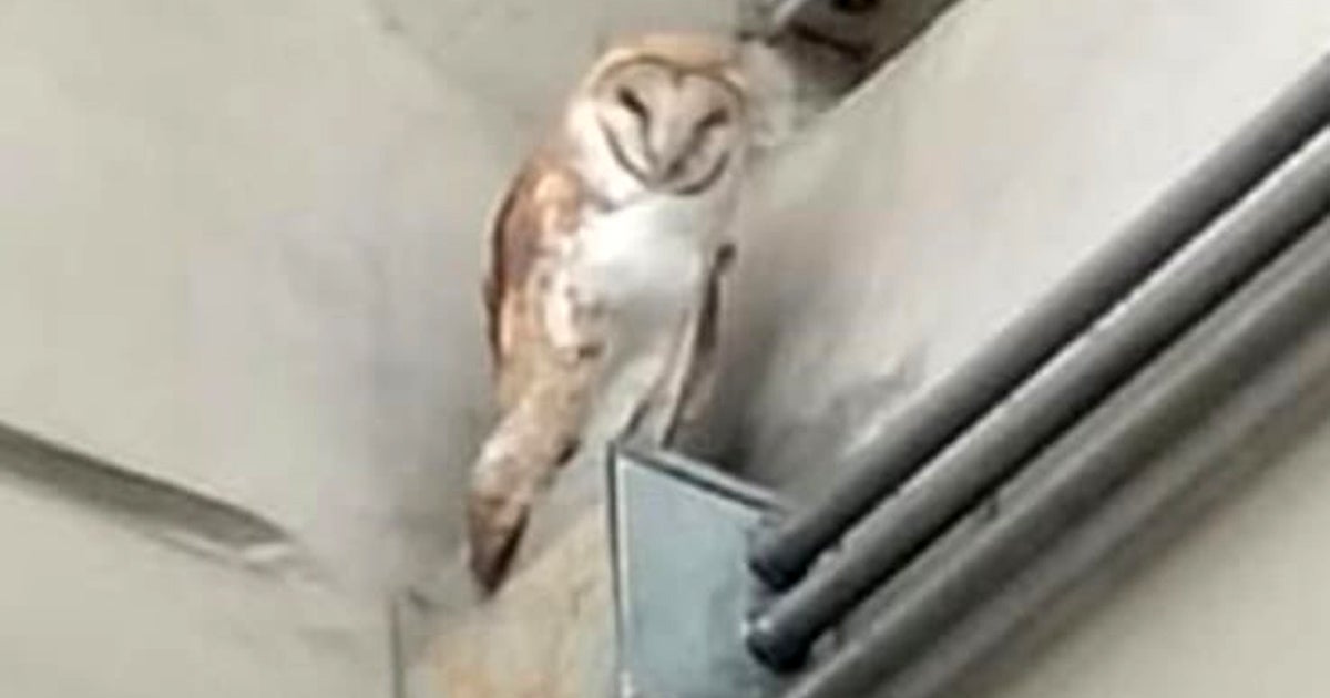 Hallan una lechuza en la estación Calle 11, de la Línea 12 del Metro