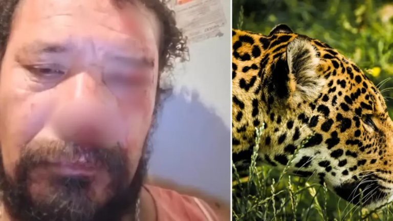 Hombre es atacado ferozmente por jaguar mientras intentaba proteger a sus perros en Brasil: las mascotas murieron