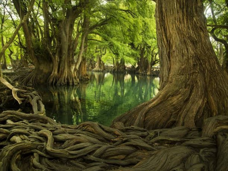 Lago de Camécuaro: magia, leyenda y vida silvestre en Michoacán