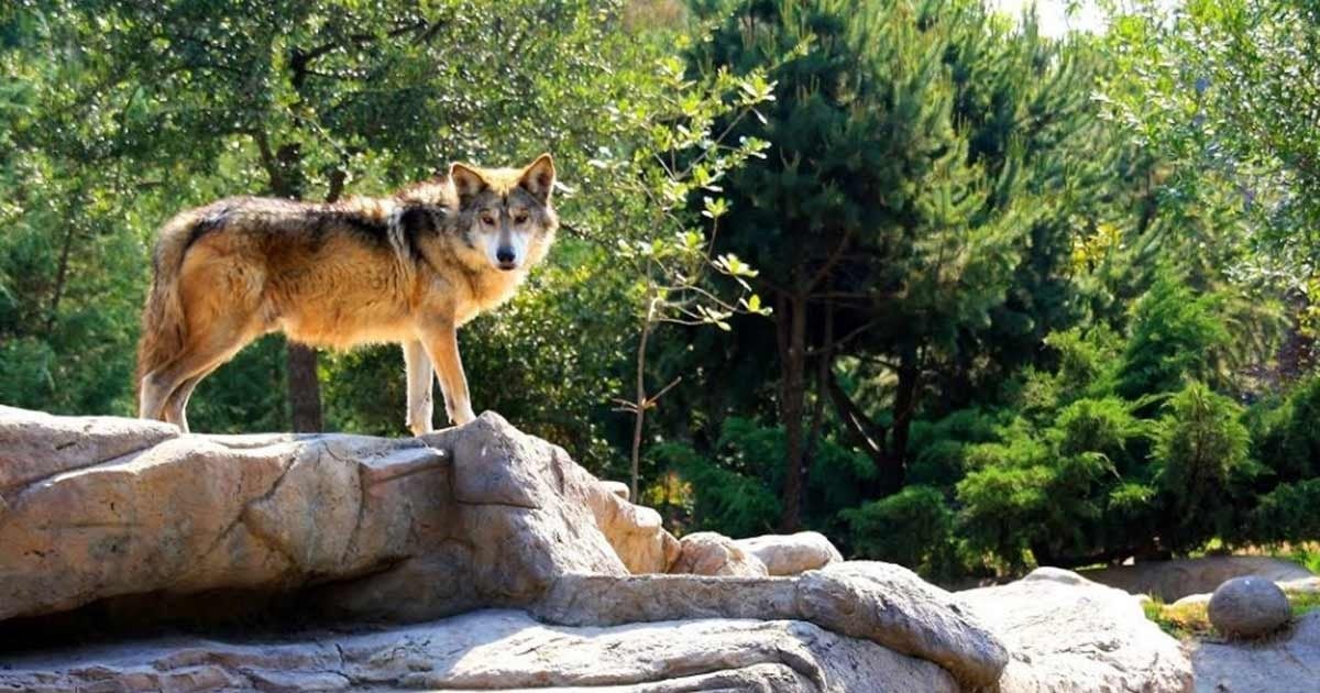 Lobo Mexicano pronto volverá a aullar en Durango