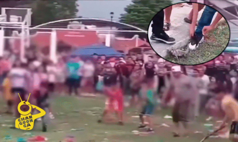 Meten Animales Vivos En Piñatas y Las Rompen Como “Tradición” En Campeche, Profepa Investiga - Changoonga.com