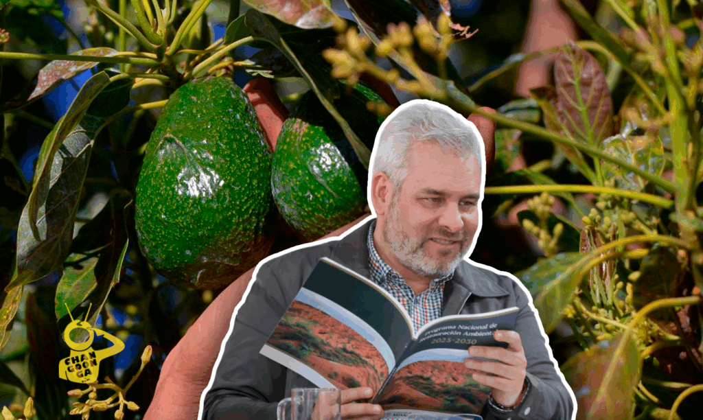#Michoacán Se Suman 25 Empacadoras De Aguacate A Certificación Contra Deforestación: Bedolla - Changoonga.com
