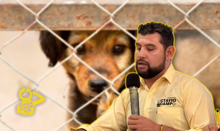 PRD Michoacán Exige Descongelar Reformas Para Elevar Sanciones Por Maltrato Animal - Changoonga.com