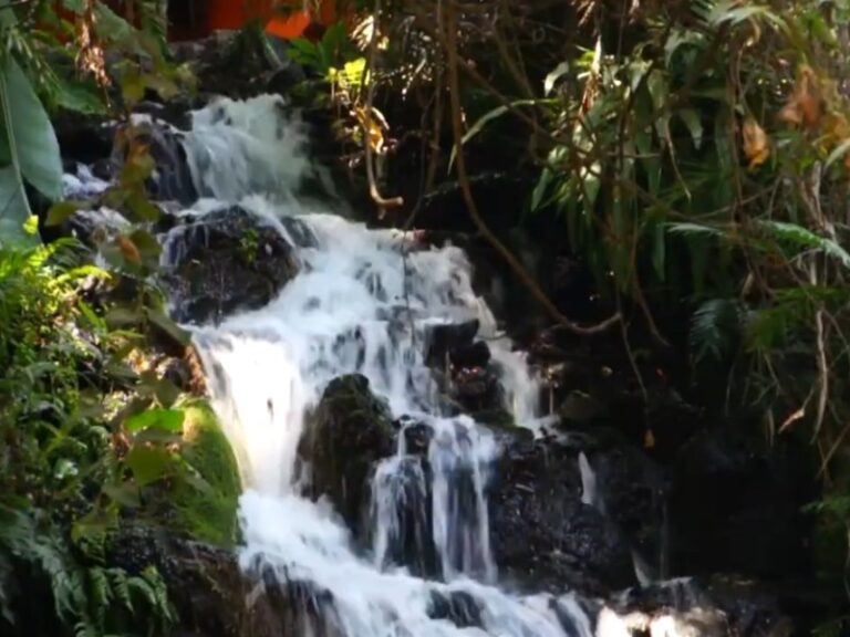 Parque Nacional Barranca del Cupatitzio patrimonio natural de Uruapan